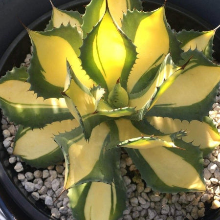 RARE Agave Rum Runner Hybrid - Collector's Specimen, Japanese Mutation, Red Thorns & Yellow-Green Rosette, Zone 8+, Patio Showpiece