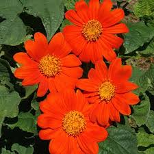75 Mexican Sunflower Seeds | Tithonia rotundifolia | Non-GMO Orange Blooms That Attract Butterflies & Hummingbirds | Easy Annual