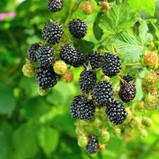 5 Prime-Ark 45 Blackberry Plants - Floricane Type | Live Starter Plants | Edible Fruit Bushes for Gardens and Backyard Orchards