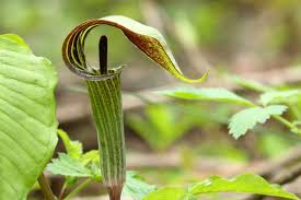 10 Jack-in-the-Pulpit Bulbs - Arisaema triphyllum | Native Shade Wildflower | Bare Root Woodland Plant for Natural Gardens