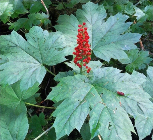 Oplopanax horridus Root - 1 Live Cutting - Devil's Club - Alaska Wild Harvested
