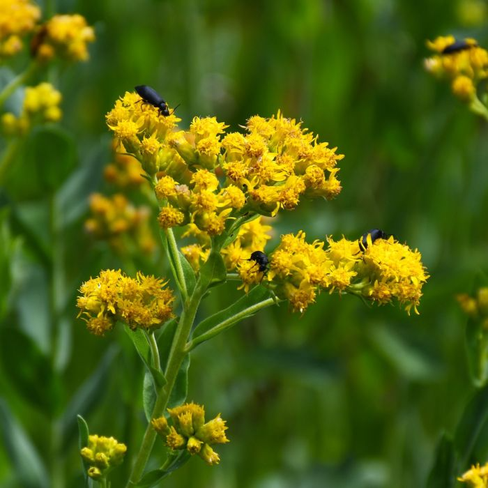 Goldenrod Root Rope 10 Goldenrod Plants - Bare Root Solidago nemoralis | Native Pollinator ...