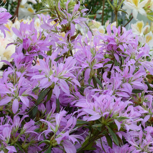 Koromo Shikibu Azalea Rhododendron - Deciduous Starter Plant, 2-8 Inches Tall