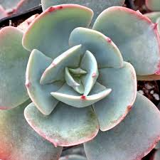 Echeveria Blue Sky 5 Succulent Cuttings Pink Leaves Rosette Form Drought Tolerant