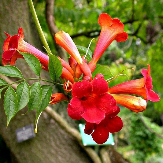 Red Trumpet Vine Cuttings, Campsis radicans, 12 Live Clippings, Perennial Vine, Hummingbird Plant, USDA Zones 4-9