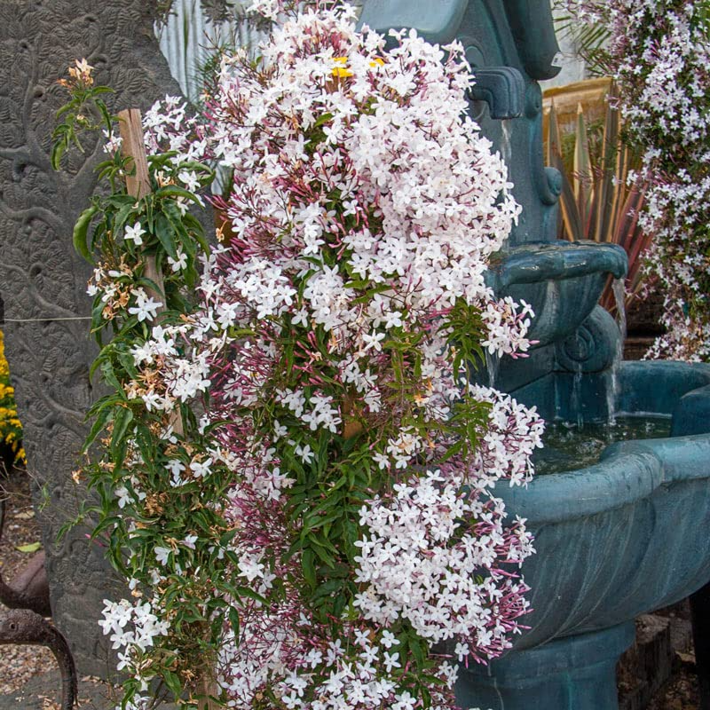 1 Pink Jasmine Jasminum Polyanthum Extremely Fragrant Rooted Starter Plant Bare Root, Sweet Scented Flowering Vine for Sale