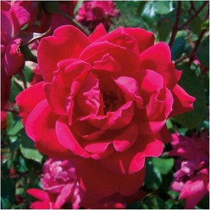 Knock Out Rose Cuttings - 3 Live 6" Unrooted Cuttings, Red Flowering Shrub