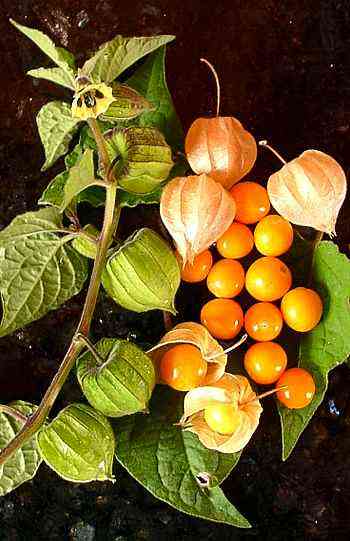 6 Golden Berry 'V' Pineapple Fresh Cuttings for Rooting, Physalis peruviana, Tropical Fruit Plant, Easy to Grow, Delicious Berries