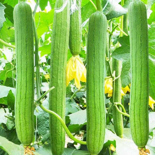 30 Loofah Sponge Gourd Seeds - Super Long Luffa - Non-GMO Heirloom - Fast Growing Climbing Vine - Natural Bath & Kitchen Sponge