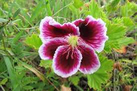Regal Geranium Cuttings (3) - Pelargonium - 5-8" Unrooted - Full Sun