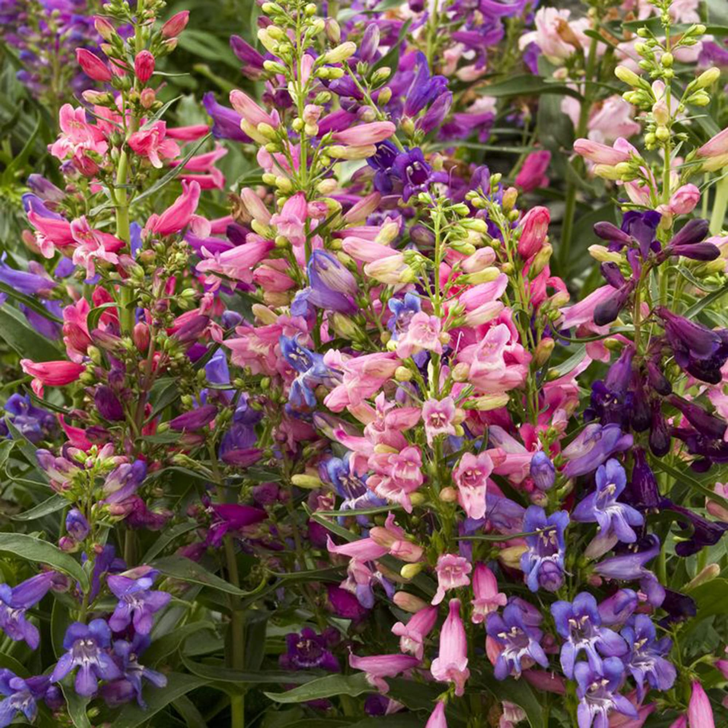 100 mg Seeds Penstemon Commarhenus (Dusky Beardtongue) for Planting | Native Perennial Wildflower for Pollinator Gardens & Meadows