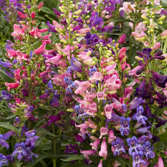 100 mg Seeds Penstemon Commarhenus (Dusky Beardtongue) for Planting | Native Perennial Wildflower for Pollinator Gardens & Meadows