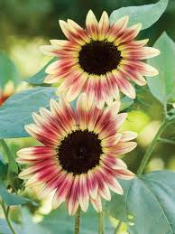 50 Strawberry Blonde Hybrid Sunflower Seeds - Rare Bicolor Blooms - Easy to Grow - Pollinator Friendly - Non-GMO