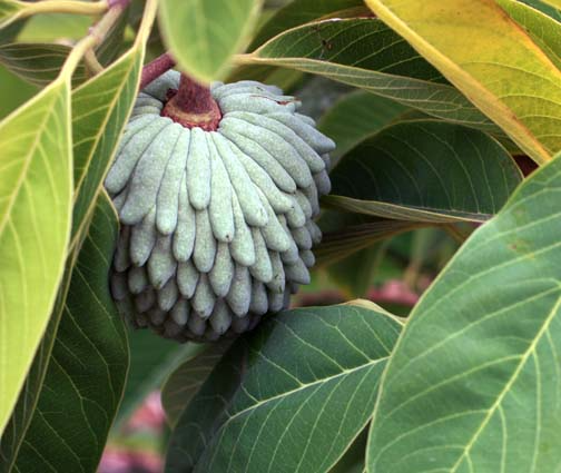 African Pride Atemoya Cuttings, Annona Squamosa x Cherimola, 2 Stems 6", Tropical Fruit Tree, USDA Zones 9-11