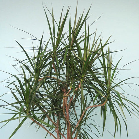Dracaena Marginata 7 Cuttings 6-8" Madagascar Dragon Tree Houseplant Air Purifying