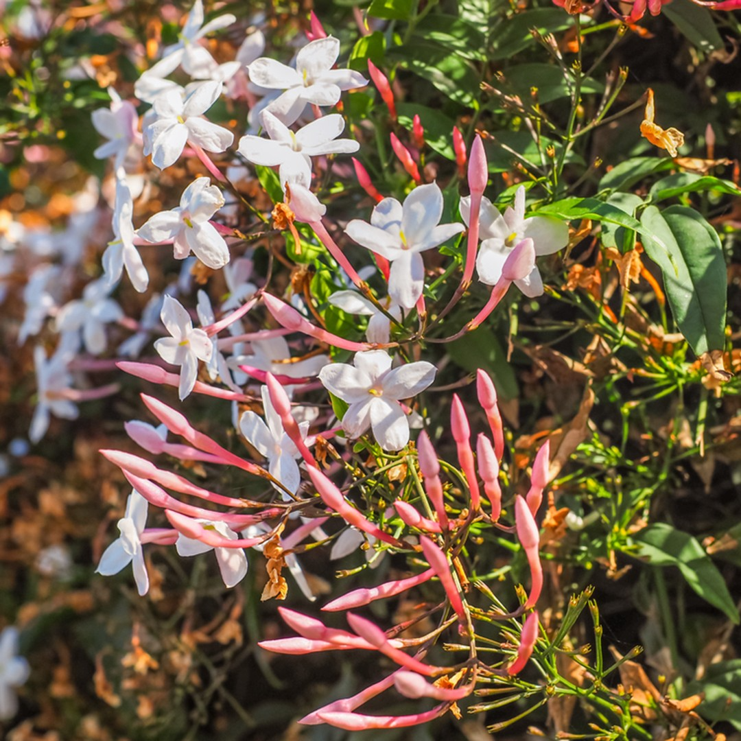 Pink Jasmine Cuttings - 4+ Unrooted Stems - Jasminum polyanthum - Fragrant Climbing Vine - USPS Shipping