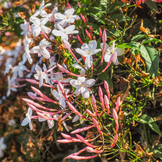 Pink Jasmine Cuttings - 4+ Unrooted Stems - Jasminum polyanthum - Fragrant Climbing Vine - USPS Shipping