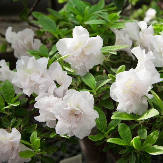Hardy Gardenia Azalea Rhododendron - Deciduous Starter Plant with Double White Blooms