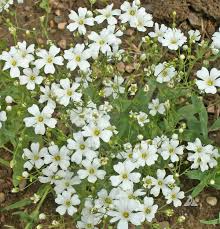 1,000 Baby’s Breath Seeds | Gypsophila elegans | Non-GMO Annual Flowers for Bouquets, Borders & Pollinator Gardens