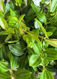 5 Peperomia Angulata Variegated Funky Frog 4" Unrooted Cuttings - Rare Peperomia Houseplant, Easy Care Succulent, Perfect for Propagation