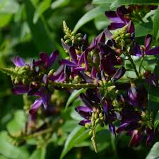 Millettia reticulata Cuttings - 5 Live Cuttings, Evergreen Wisteria Vine, USDA Zones 8-11