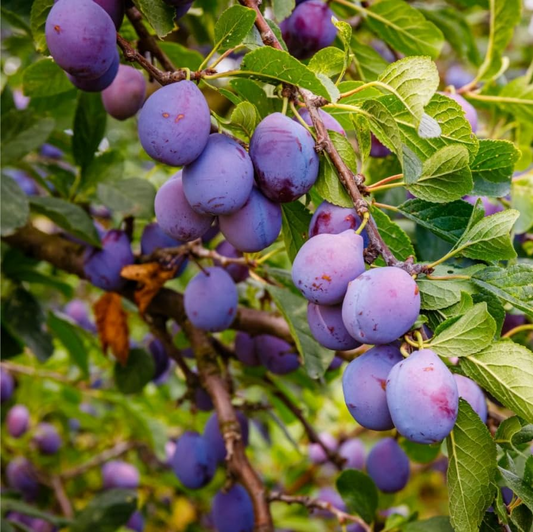 10 Plum Tree Seeds | Prunus americana | American Wild Plum Fruit Tree Seeds for Planting | Hardy Native Tree | Non-GMO Seeds
