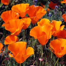 1,000 California Poppy Seeds | Eschscholzia californica | Non-GMO Wildflower for Pollinator Gardens, Borders & Dry Landscapes