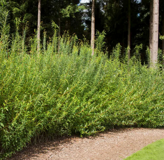 25 Hybrid Willow Tree Cuttings - 10 Inch Unrooted - Fast Growing Privacy Hedge - Erosion Control