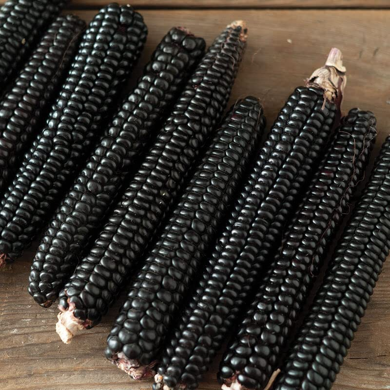 50 Black Corn Heirloom Seeds - Non-GMO, Open-Pollinated, Rare Flour Corn - High Yield, Sweet & Nutritious - Home Garden Farm