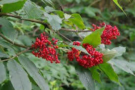 50 Red Elderberry Seeds | Sambucus racemosa | Non-GMO Native Shrub with Bright Red Berries | Wildlife-Friendly Landscape Plant