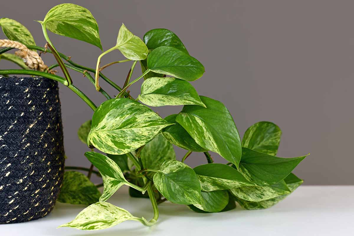 Golden Pothos Rooted Cuttings | 6 Indoor/Outdoor Plants | Bare Root | Live Houseplant for Soil or Water Growing