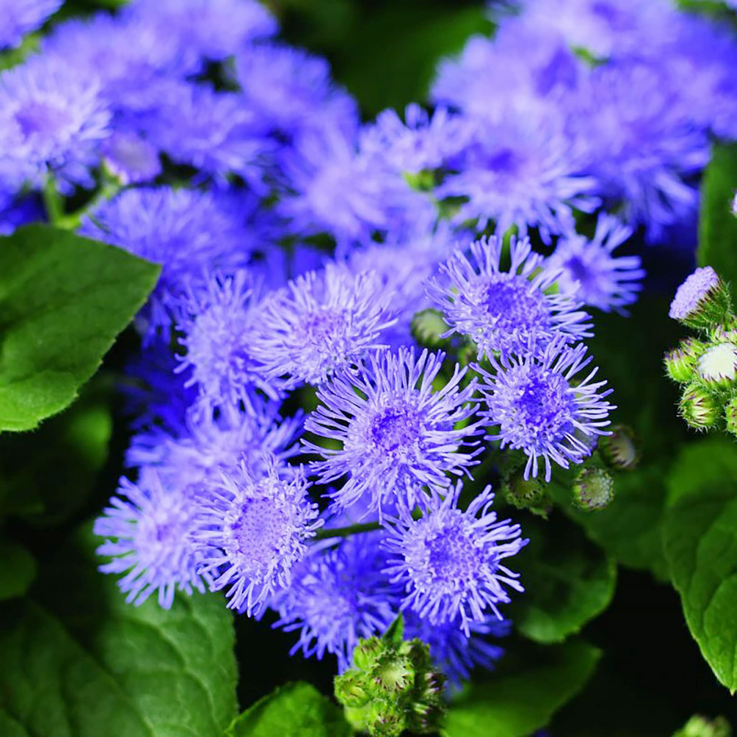 50 Blue Planet Flossflower Seeds | Ageratum houstonianum | Non-GMO Annual for Borders, Beds & Containers | Soft Blue Blooms
