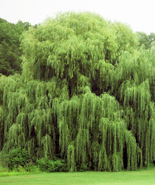 Salix babylonica Cuttings - 32+ Golden Weeping Willow Stems, Pencil-Sized