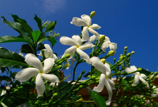 Crape Jasmine Cuttings, Tabernaemontana divaricata, 12 Live Clippings, Fragrant White Flowers, USDA Zones 10-11