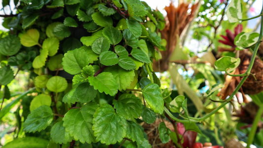 Organic Swedish Ivy Cuttings - 10 Pothos-Like Trailers, Fast Growing Houseplant, Low Light Tolerant, Hanging or Ground Cover, Easy Care