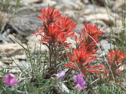 300 Seeds Castilleja angustifolia v. dubia Northwestern Indian Paintbrush – Wildflower for Planting, Red Blooms, Native to North America
