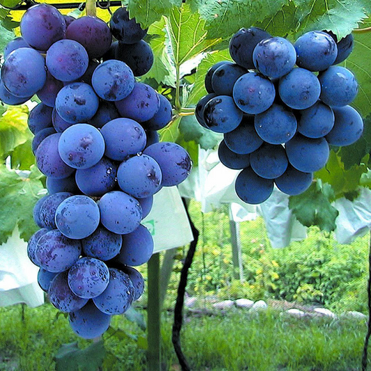 Vitis 'Kyoho' Cuttings, 6 Hardwood Stems, Japanese Table Grape, USDA Zones 6-9