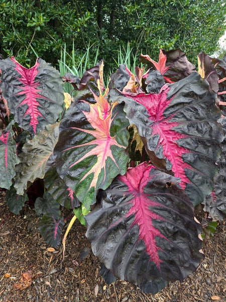 Redemption Colocasia Esculenta Elephant Ear Small Rooted Starter Plant 4-8 Inch
