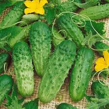 50 Cucumber Seeds for Planting | Cucumis sativus | Non-GMO Vegetable Seeds | Easy to Grow in Gardens, Beds, or Containers