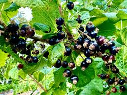 6 Black Currant (Smorodina) Unrooted Cuttings 6-9" Organic, Non-GMO, Fresh, Perfect for Rooting, Fruit Bush, Healthy & Delicious Berries