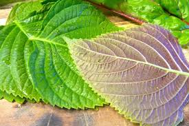400 Seeds Perilla (Shiso), Korean Perilla Herb for Planting – Aromatic, Versatile Asian Herb for Sushi, Garnishes, Stir-Fries & More