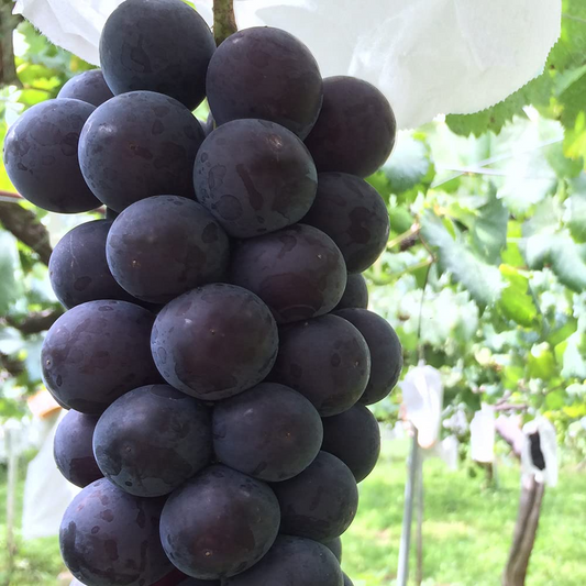 Fujiminori Grape Cuttings, Vitis vinifera 'Fujiminori', 5 Hardwood Stems, Japanese Table Grape, USDA Zones 6-9