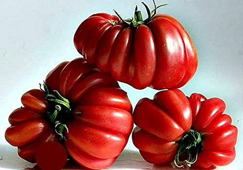 25 Ruffled Tomato Seeds | Exotic Heirloom Solanum lycopersicum | Grow Beautiful Ribbed Tomatoes for Salads, Sauces & Gardens