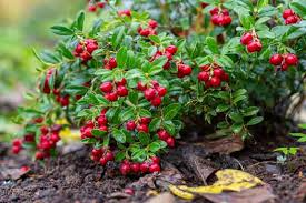 Lingonberry Plant Rhizomes - 4 Live Wild Alaskan Vaccinium Vitis-Idaea Roots - Acid-Loving Evergreen Groundcover - Zone 2-7 Hardy