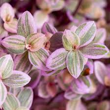 15 Tiny Pretty Pink Tradescantia Unrooted Cuttings | Spiderwort, Tradescantia pallida, Easy to Root, Decorative Pink Indoor Plant