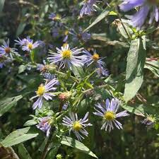 350 Symphyotrichum Puniceum Swamp Aster Seeds, Native Wildflower, Purple Flowers, Perennial, Pollinator-Friendly, Wetland Garden, Landscape