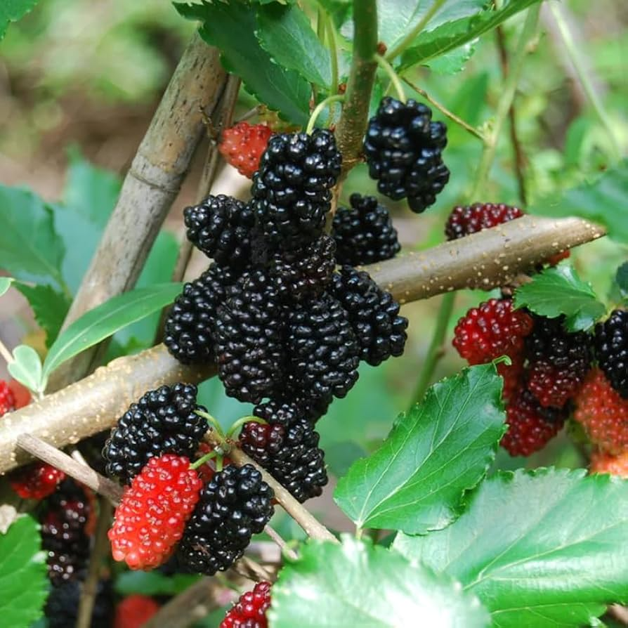 5 Dwarf Everbearing Mulberry Trees - Morus nigra | Live Starter Plants | Edible Fruit Tree for Containers, Gardens, and Landscapes