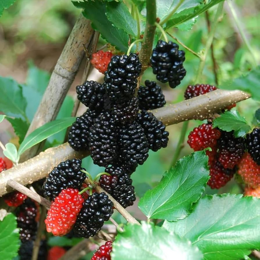 5 Dwarf Everbearing Mulberry Trees - Morus nigra | Live Starter Plants | Edible Fruit Tree for Containers, Gardens, and Landscapes