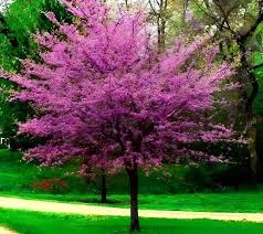 3 Eastern Redbud Trees - Cercis canadensis | 14–18” Bare Root Live Trees | Native Ornamental for Spring Blooms & Landscaping