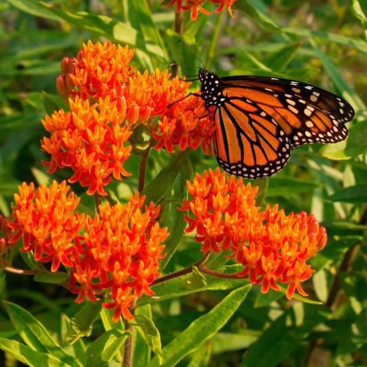 3 Butterfly Weed Plants - Bare Root Asclepias tuberosa | Perennial Wildflower | Monarch Host Plant | Pollinator-Friendly